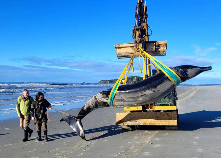 La baleine la plus rare au monde échoue sur une plage de Nouvelle-Zélande