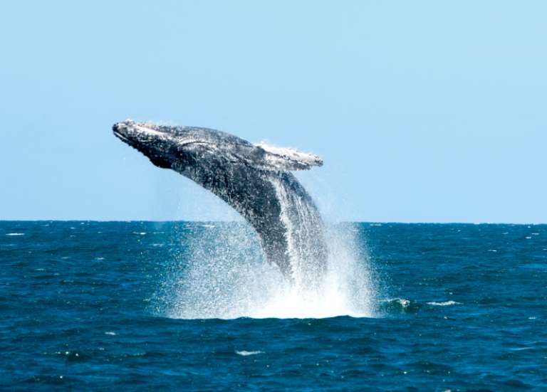 Saison des baleines : la fréquentation n’a 