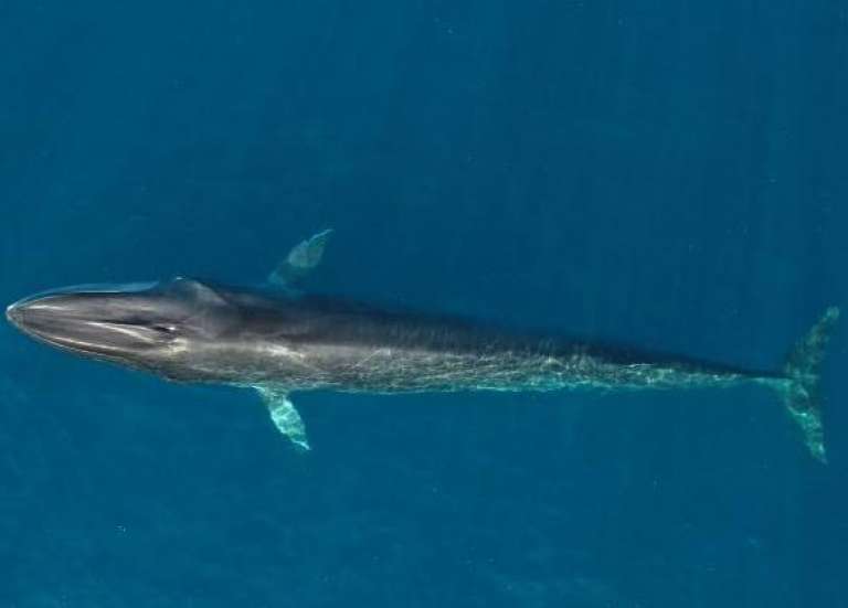 Le Japon étend sa chasse à la baleine au rorqual commun