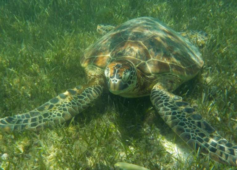 Six projets calédoniens soutenus par l’Office français de la biodiversité