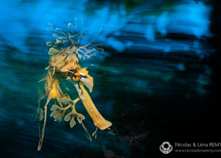 Les fonds sous-marins sublimés en photographie et en film au festival Sublimage