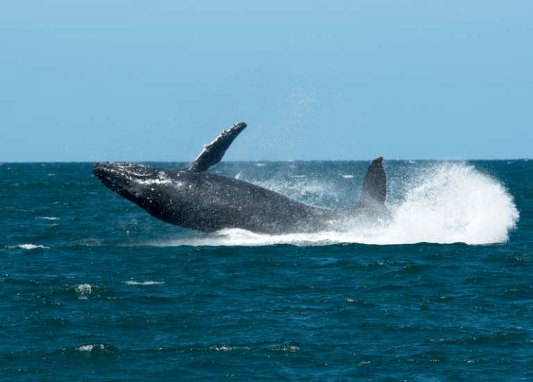 Le projet de reprise de la chasse commerciale à la baleine échoue