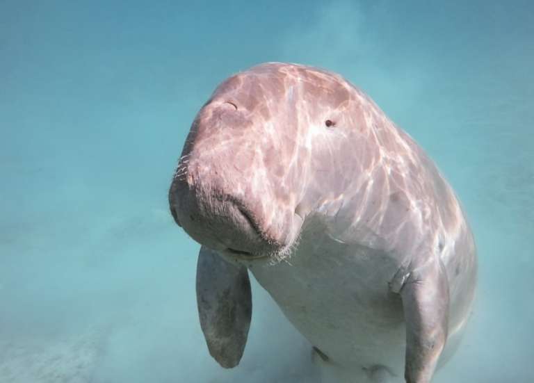 Deux dugongs retrouvés morts le même jour à Païta et Nouméa