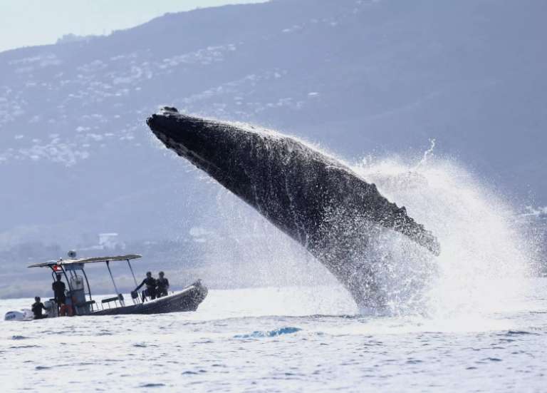 À La Réunion, gendarmes et scientifiques œuvrent à la protection des baleines