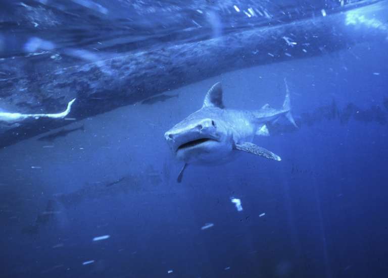 Australie : un homme tué par un requin dans la Grande Barrière de corail