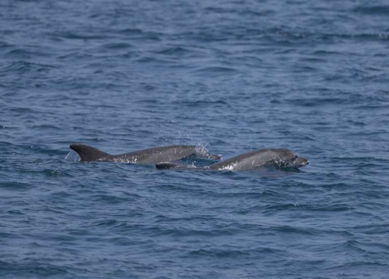 Dauphins : la justice confirme une interdiction de pêche d'un mois dans le golfe de Gascogne