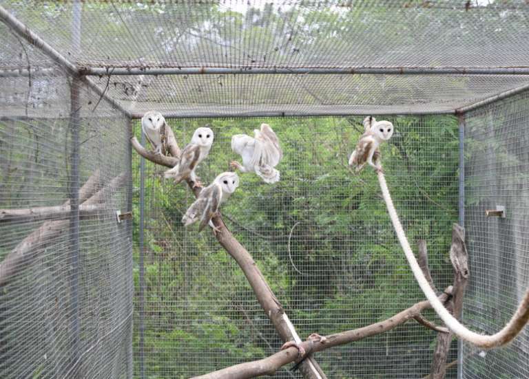 Selon des chercheurs, les zoos doivent tuer leurs animaux adultes plutôt que les laisser vieillir