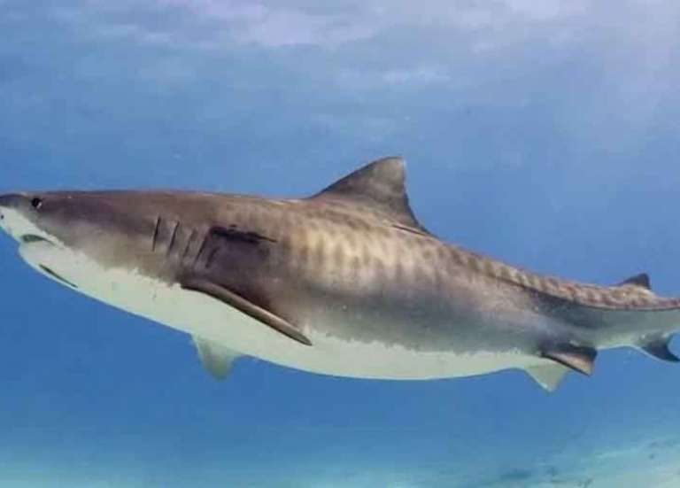 Bourail : un requin-tigre aperçu à Poé, la baignade est interdite